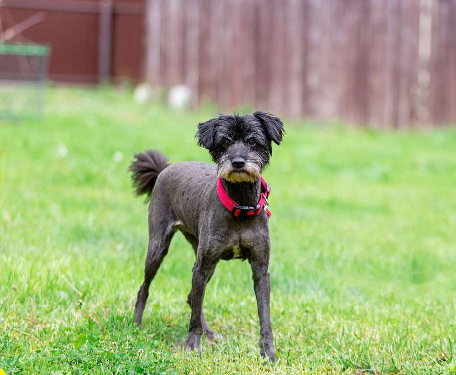 Собаки в Раменском: Ищет дом трепетная Одри! Девочка, Бесплатно - фото 2