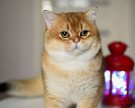 Кошки в Москве: Британский котенок.Красивый мальчик Мальчик, 50 000 руб. - фото 4