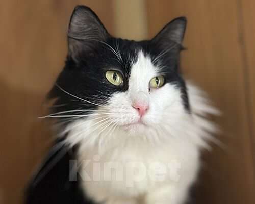 Кошки в Москве: Эрсетта, 2020 год Девочка, Бесплатно - фото 3