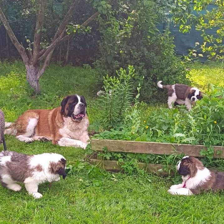 Собаки в других городах Ленинградской области: Сенбернар Девочка, 60 000 руб. - фото 2