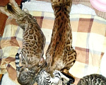 Кошки в Гатчине: Продажа котят бенгала Мальчик, 1 руб. - фото 4