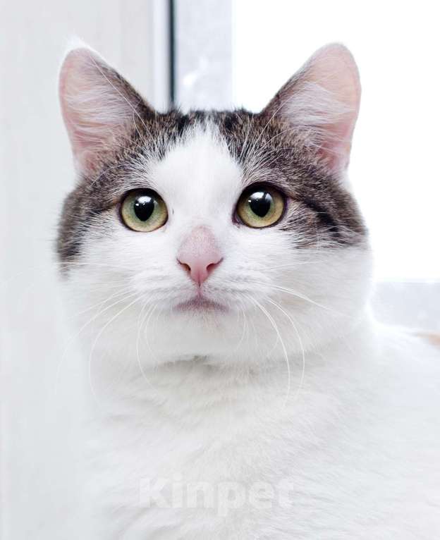 Кошки в Москве: Умнейшая трехцветная кошечка Женечка в добрые руки Девочка, 10 руб. - фото 5