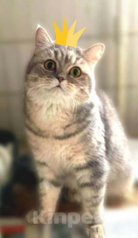 Кошки в Москве: Британская молодая кошка Хюрем в дар Девочка, 1 руб. - фото 2