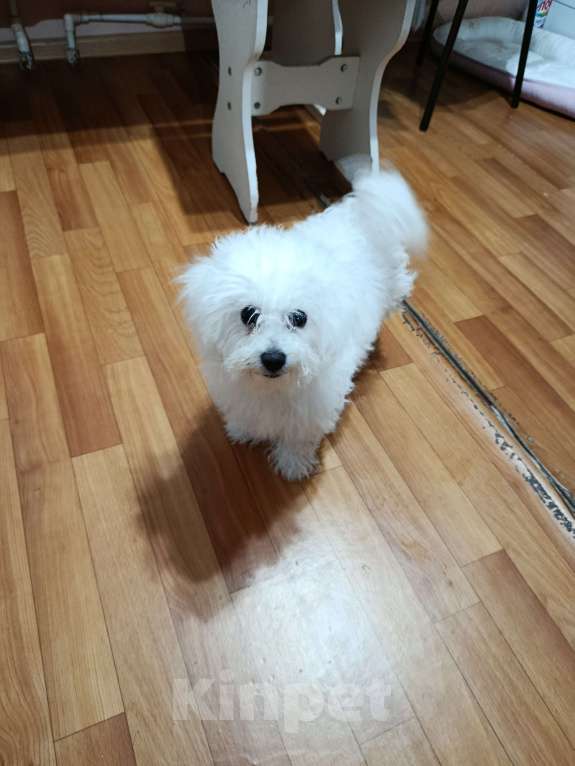 Собаки в Ижевске: Продам Девочка, 25 000 руб. - фото 1