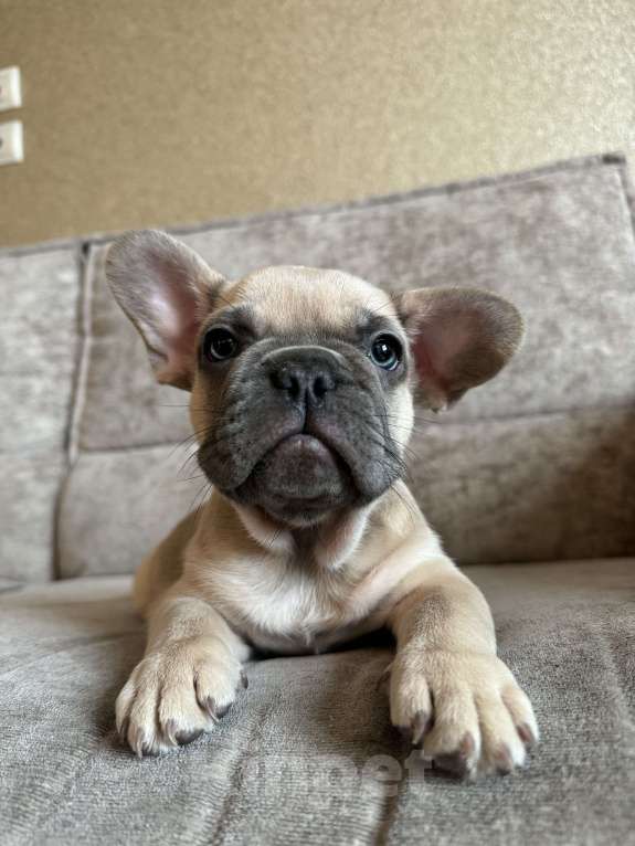 Собаки в Москве: Французский бульдог  Мальчик, 80 000 руб. - фото 2