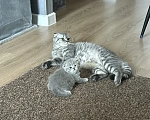 Кошки в Москве: Шотландский голубоглазый мальчик Мальчик, 15 000 руб. - фото 3