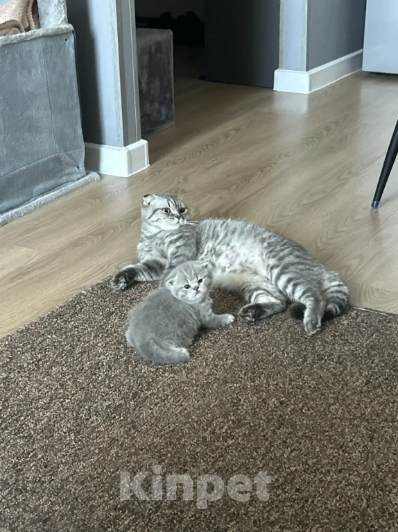 Кошки в Москве: Шотландский голубоглазый мальчик Мальчик, 15 000 руб. - фото 3