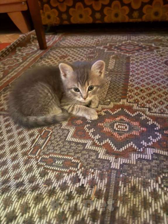 Кошки в Москве: Шотландская вислоухая кошка котенок Мальчик, 15 000 руб. - фото 4