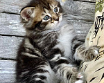 Кошки в Перми: Чудесные чистокровные сибирские котята Мальчик, 45 000 руб. - фото 2