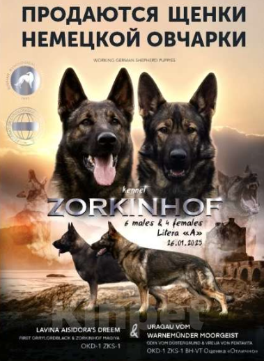 Собаки в Краснодаре: Продаются потрясающие щенки немецкой овчарки   Мальчик, 60 000 руб. - фото 3