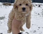 Собаки в Москве: Щенки мальтипу ф1 мальчик  Мальчик, 110 000 руб. - фото 1