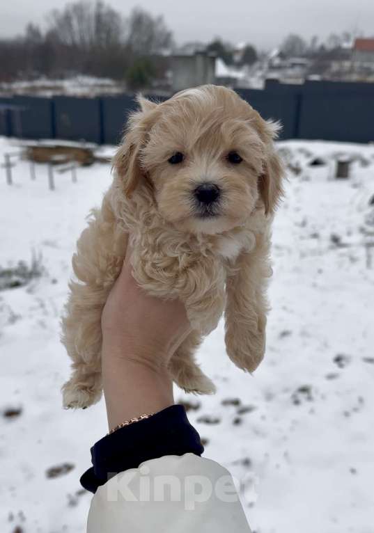 Собаки в Москве: Щенки мальтипу ф1 мальчик  Мальчик, 110 000 руб. - фото 1
