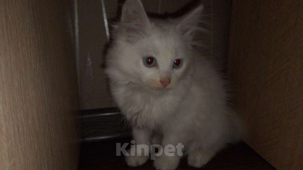 Кошки в Кунгуре: отдам котёнка в добрые руки  Девочка, Бесплатно - фото 2