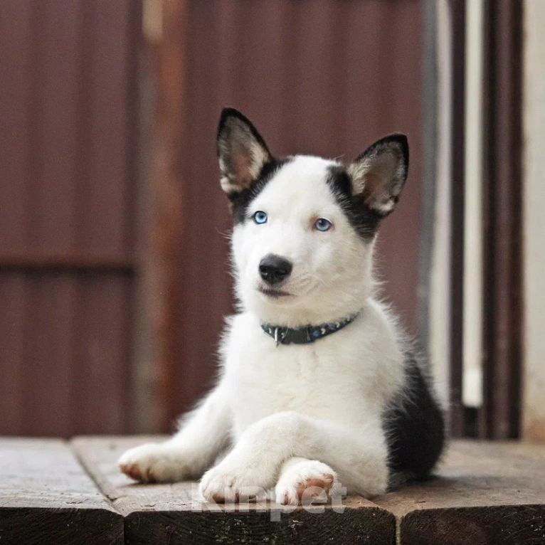 Собаки в Лосином-Петровском: Орфей якутята ппбж Мальчик, Бесплатно - фото 7