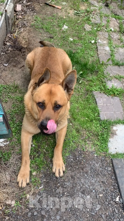 Собаки в Москве: Степка в поисках дома! Мальчик, Бесплатно - фото 2