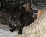 Кошки в Санкт-Петербурге: Котёнок Анубис ищет дом Мальчик, Бесплатно - фото 4