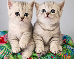 Кошки в Ижевске: Котята Разнополые, Бесплатно - фото 4