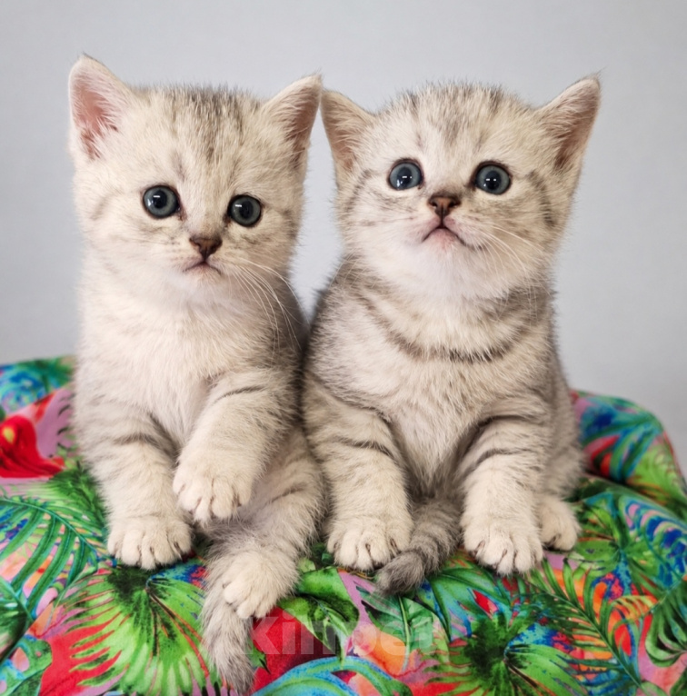 Кошки в Ижевске: Котята Разнополые, Бесплатно - фото 4