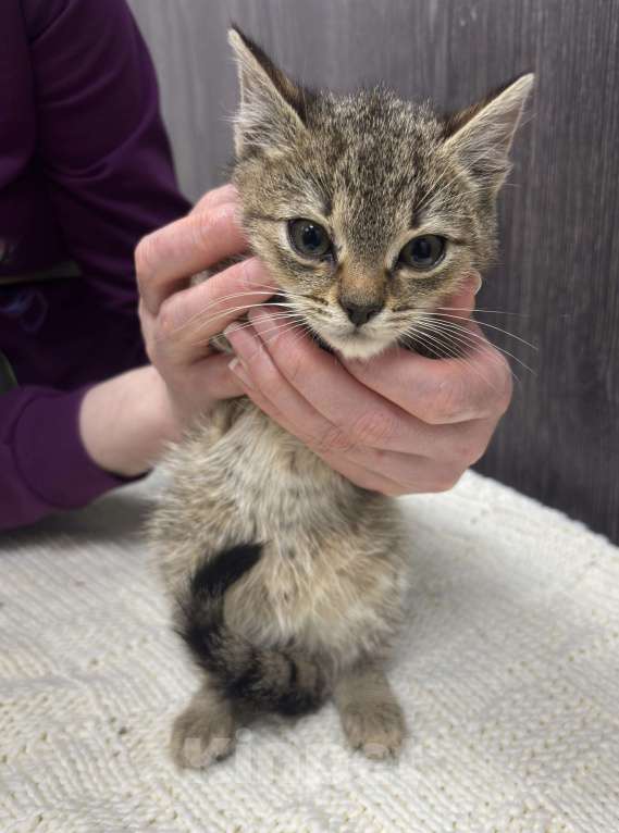 Кошки в Химках: Котенок Мальчик, Бесплатно - фото 3