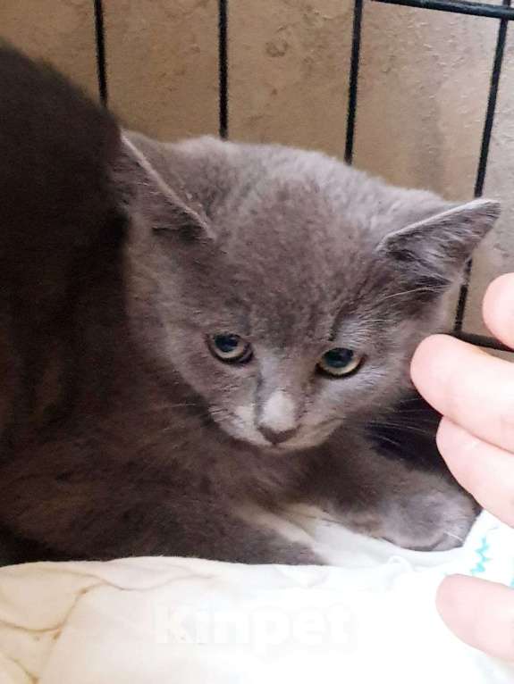 Кошки в Москве: Малыш Сандлер 3 месяца  в добрые руки  Мальчик, Бесплатно - фото 3