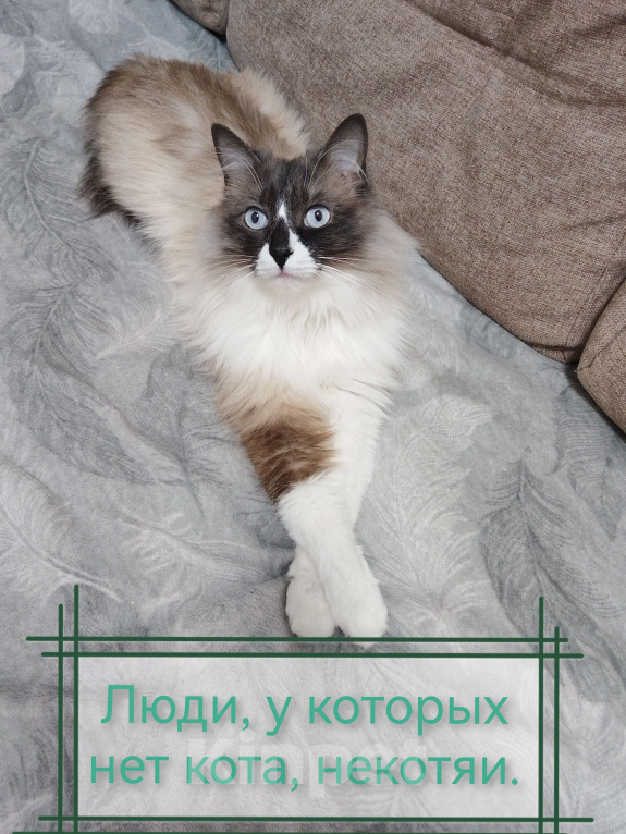 Кошки в Екатеринбурге: Очаровательный Феликс Мальчик, Бесплатно - фото 2