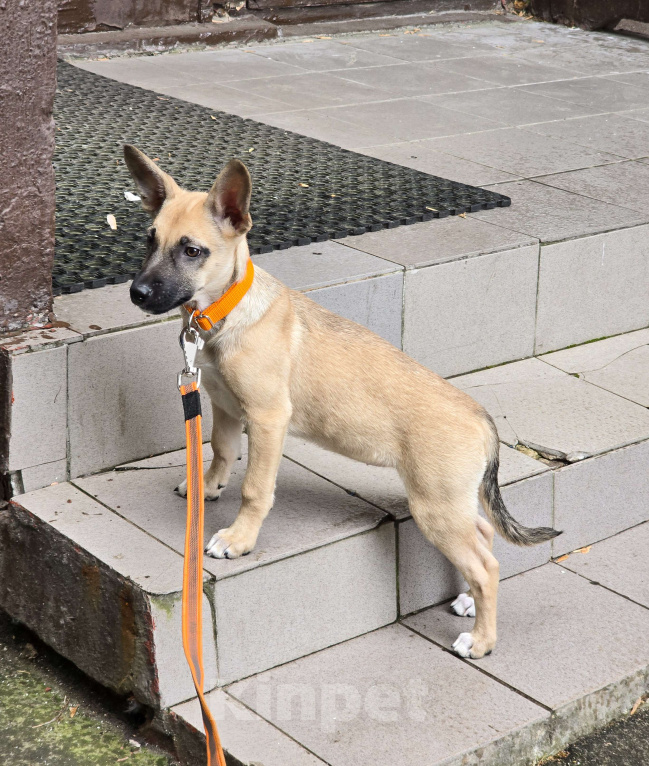 Собаки в Мытищах: Милая Шелби Девочка, Бесплатно - фото 6