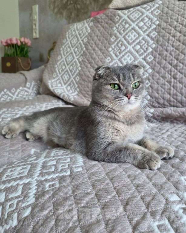 Кошки в Москве: Вислоухая кошечка ищет дом Девочка, Бесплатно - фото 2