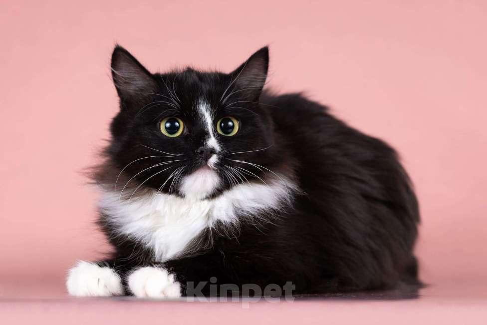 Кошки в Москве: Наоми ищет дом Девочка, Бесплатно - фото 4