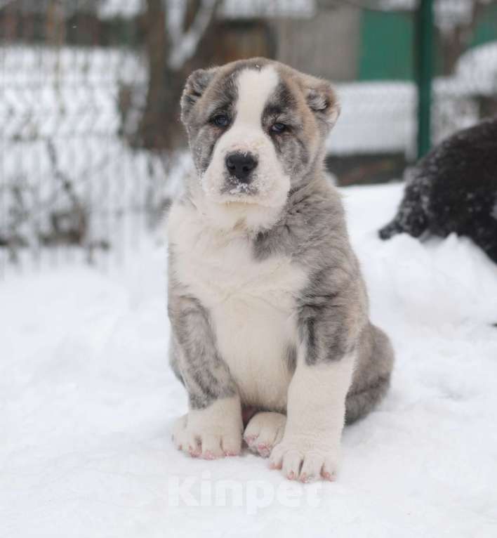 Собаки в Саратове:  щенк САО, алабай Мальчик, Бесплатно - фото 1
