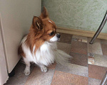 Собаки в Зеленограде: Чихуахуа, Бесплатно - фото 2