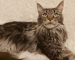Кошки в Ардоне: Мейн- кун, 5 000 руб. - фото 2