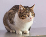 Кошки в Новохоперске: Кошки, 50 руб. - фото 3