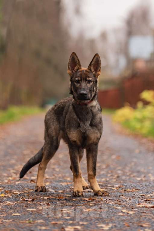 Собаки в Бронницах: Щенок немецкой овчарки Девочка, 50 000 руб. - фото 3