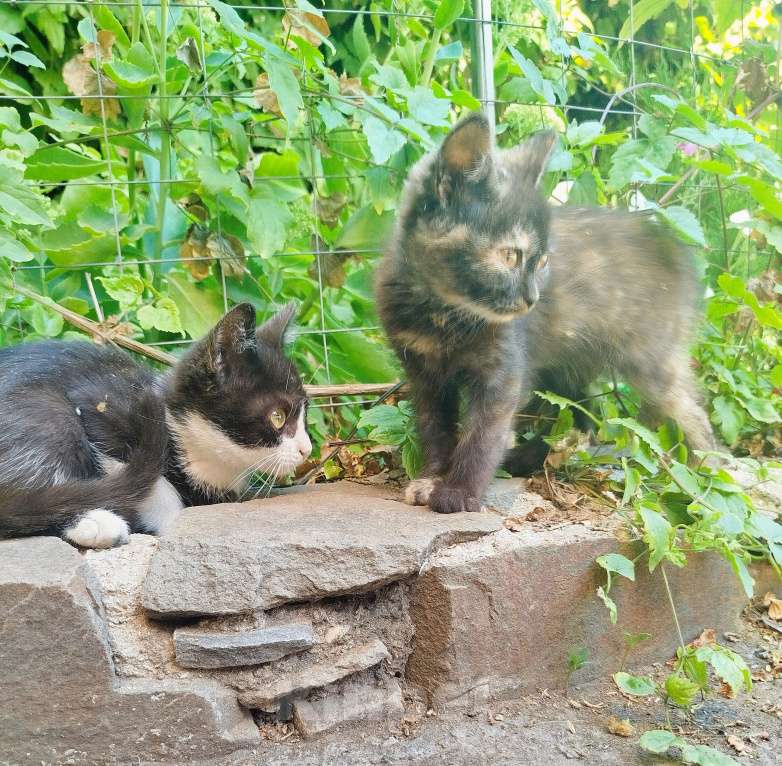 Кошки в Таганроге: В добрые руки Мальчик, Бесплатно - фото 5