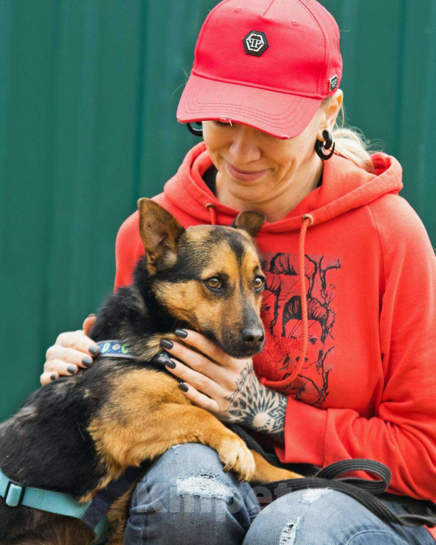 Собаки в других городах Московской области: Брэнди, микро-овчар Мальчик, Бесплатно - фото 6