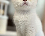 Кошки в Санкт-Петербурге: Шотландская прямоухая кошка Девочка, 15 000 руб. - фото 1