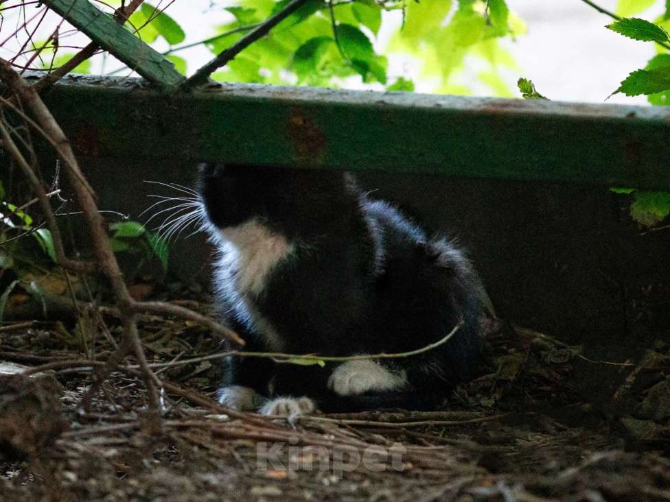 Кошки в Люберцах: Котятам нужен дом Мальчик, Бесплатно - фото 6