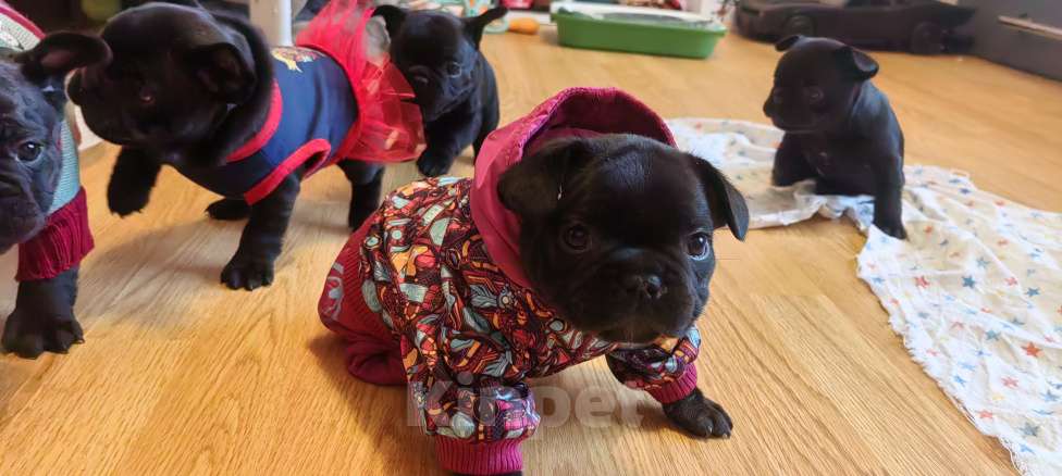 Собаки в Петропавловске-Камчатском: Щенки Французского бульдога Мальчик, Бесплатно - фото 1
