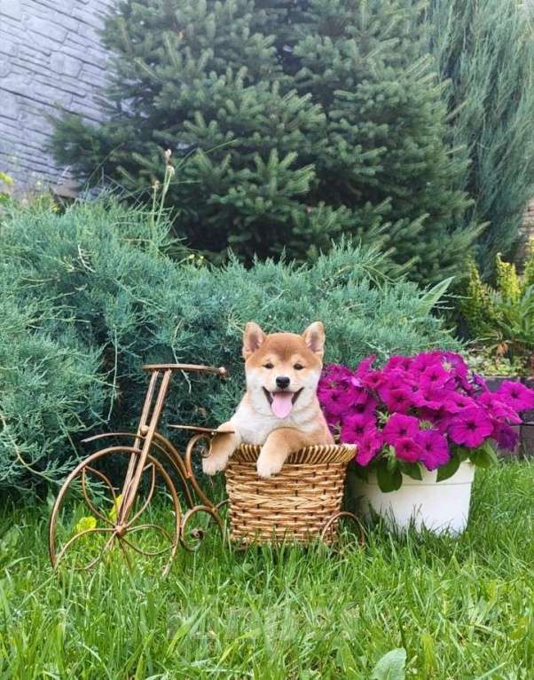 Собаки в Жигулевске: Щенки премиум класса от  титулованных родителей японских кровей  Девочка, 65 000 руб. - фото 2