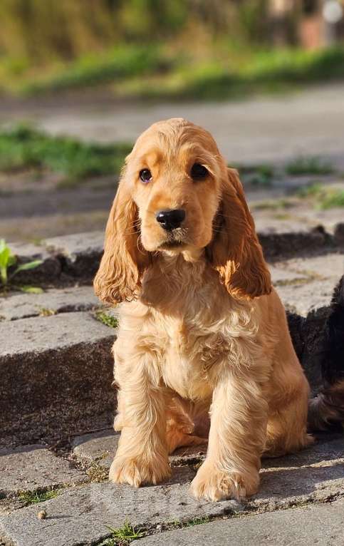 Собаки в Калининграде: Щенки английского кокер спаниеля Разнополые, 60 000 руб. - фото 2