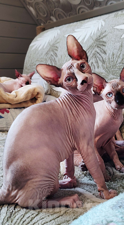 Кошки в Москве: Беттина -канадский сфинкс  Девочка, Бесплатно - фото 5