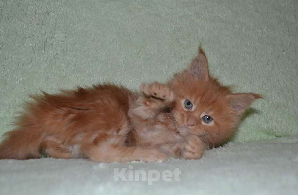 Кошки в Иркутске: Котята породы мейн-кун Мальчик, 30 000 руб. - фото 5