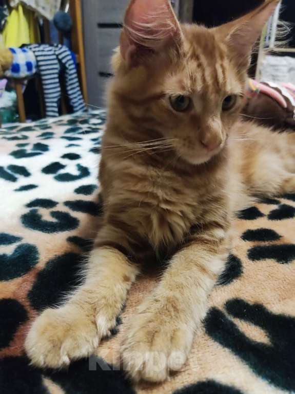 Кошки в Щелково: Ржавый Мальчик, 25 000 руб. - фото 5