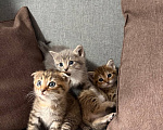 Кошки в Новосибирске: Шотландские вислоухие котята Разнополые, 5 000 руб. - фото 1