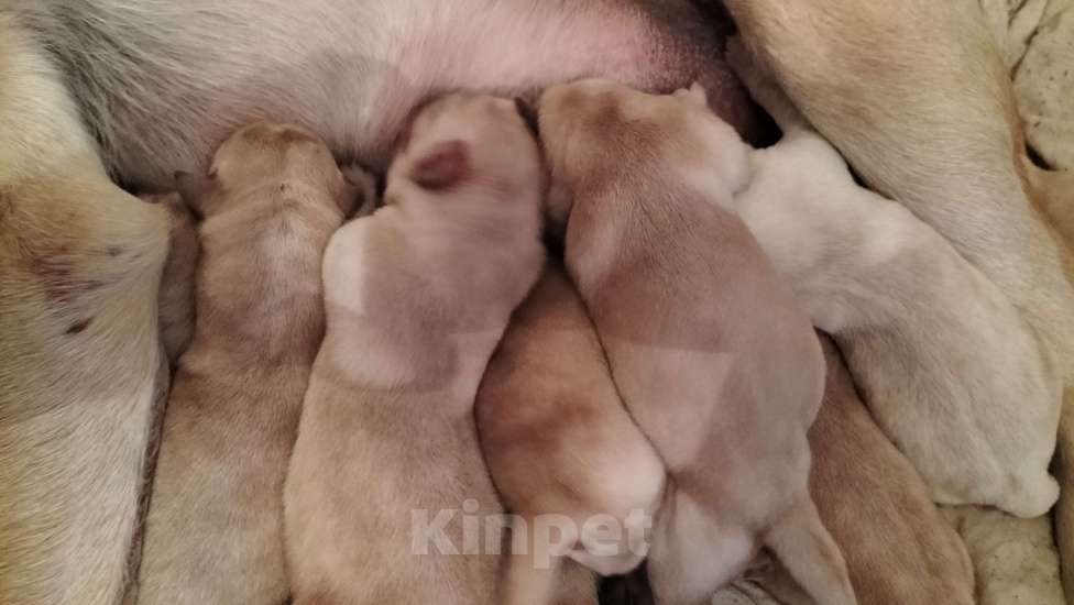 Собаки в Красноярске: Продам щенка лабрадора Девочка, 15 000 руб. - фото 1