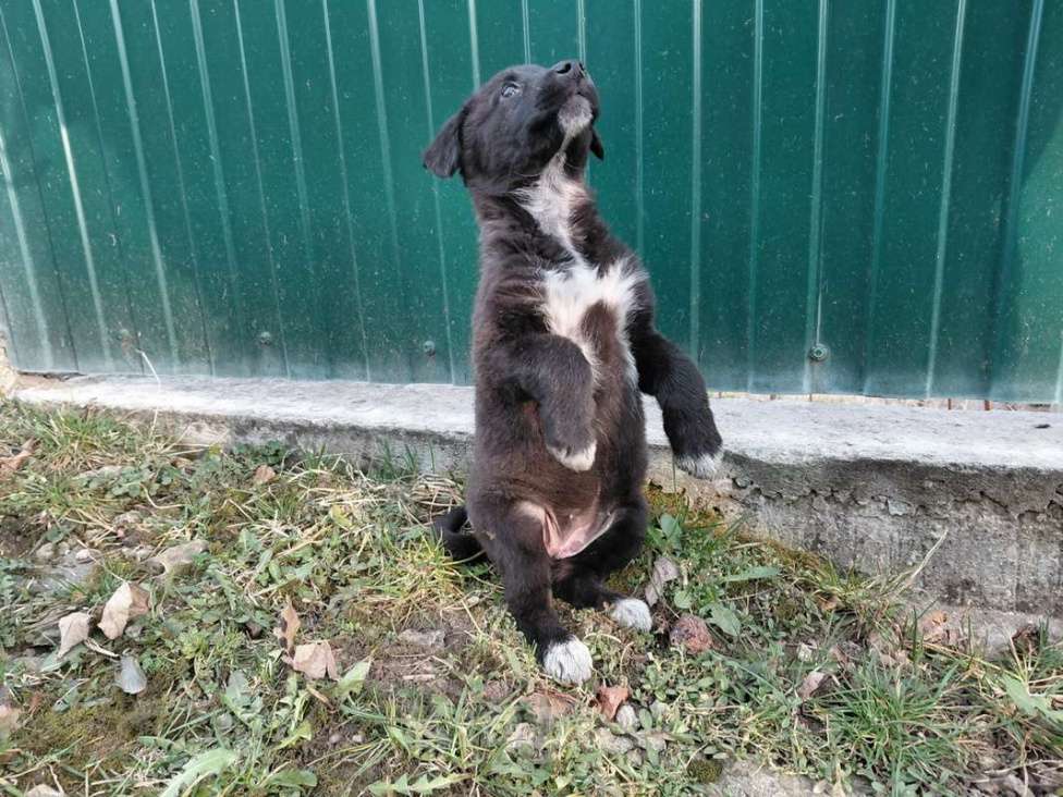 Собаки в Санкт-Петербурге: Маленький модный щенок Девочка, Бесплатно - фото 4