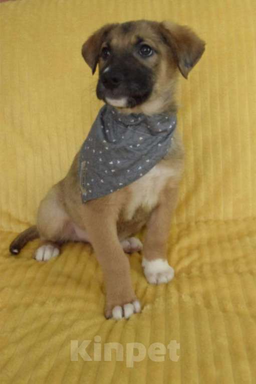 Собаки в Санкт-Петербурге: Братик и сестрички ищут дом!! Девочка, Бесплатно - фото 3