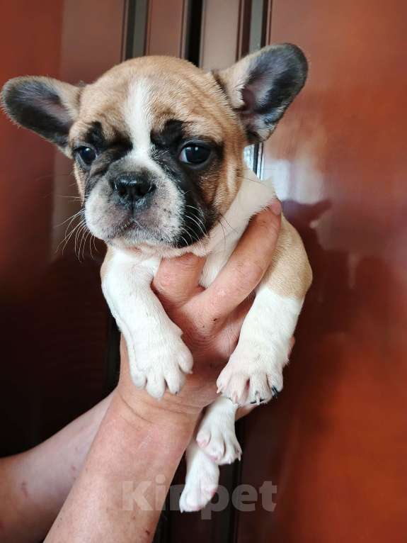 Собаки в других городах Ростовской области: Мальчик Мальчик, 20 000 руб. - фото 3