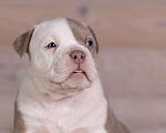 Собаки в Королеве: Американский булли стандарт Девочка, 300 000 руб. - фото 4