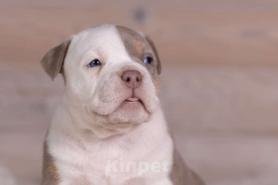 Собаки в Королеве: Американский булли стандарт Девочка, 300 000 руб. - фото 4